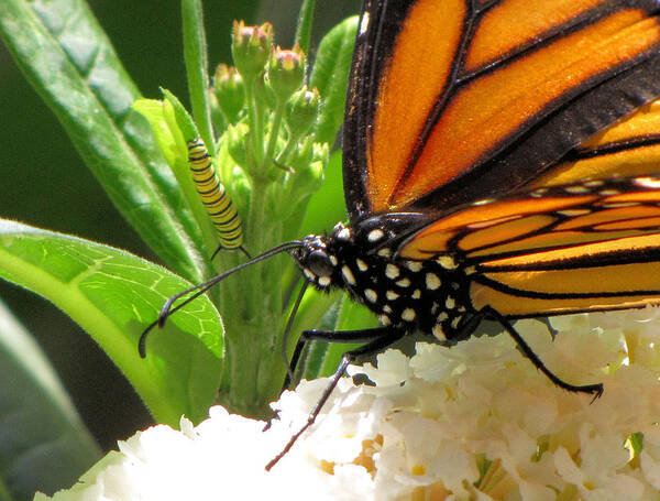 Monarch Art Print featuring the photograph Before and After by KATIE Vigil