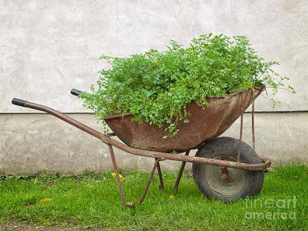 Growth Art Print featuring the photograph Bio wheelbarrow by Sinisa Botas