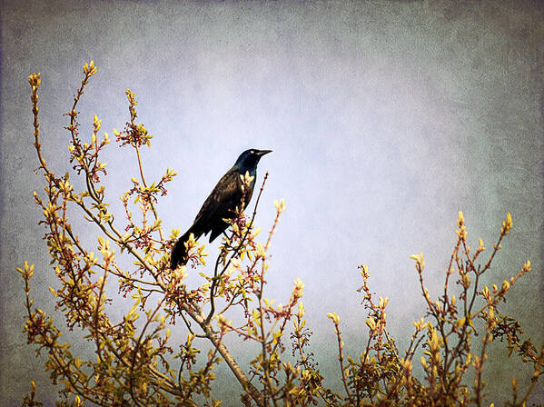 Bird Art Print featuring the photograph Bird on a tree by Milena Ilieva