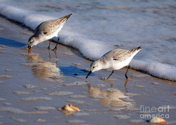 Topsail Island Art Print featuring the photograph Birds #1 by Buddy Morrison