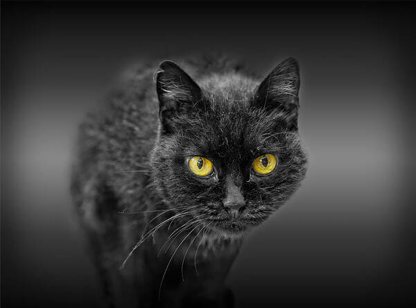 Animal Art Print featuring the photograph Black Cat by Peter Lakomy