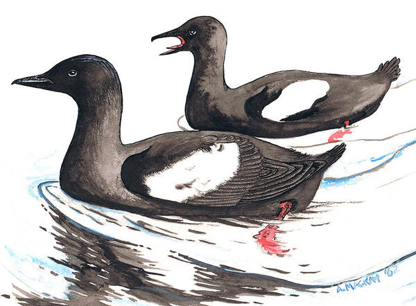 Birds Art Print featuring the painting Black Guillemot by Art MacKay