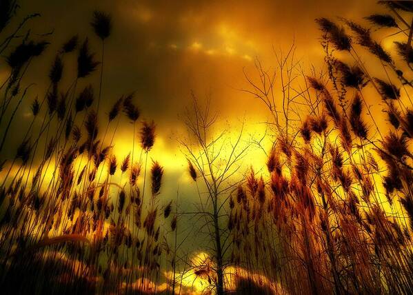 Nature Art Sunset Art Print featuring the photograph A Blaze Of Gold In Nature by Gothicrow Images