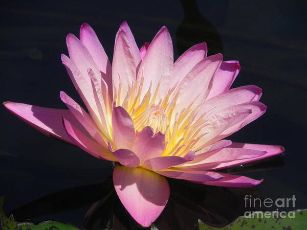 Photography Art Print featuring the photograph Blooming with Beauty by Chrisann Ellis