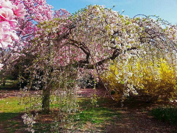 Cherry Blossoms Photographs Art Print featuring the photograph Blossoms Potpourri II by Emmy Vickers