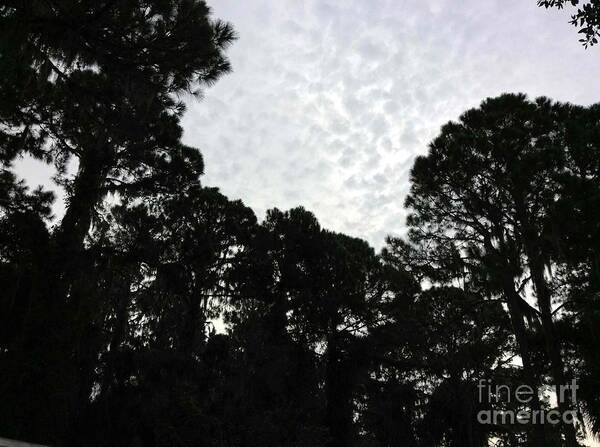 Tree Art Art Print featuring the photograph Blue Cloudy Sky by James and Donna Daugherty