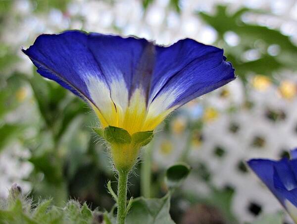 Morning Glory Art Print featuring the photograph Blue Enchantment Side by MTBobbins Photography