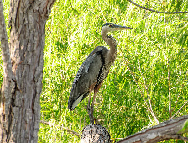 Blue Heron Art Print featuring the photograph Blue Heron at rest by John Johnson