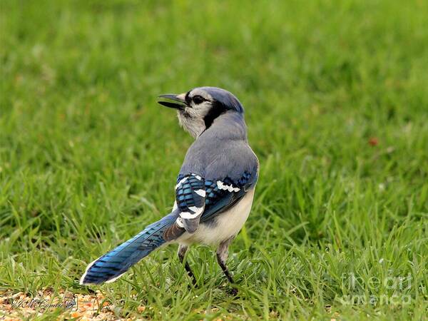 Mccombie Art Print featuring the photograph Blue Jay by J McCombie