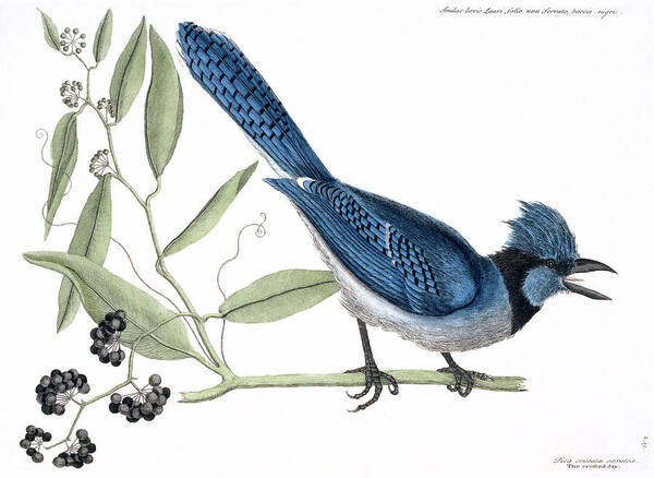 1683-1749 Art Print featuring the photograph Blue Jay by Natural History Museum, London