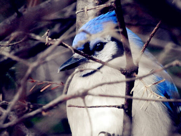 Blue Jay Art Print featuring the photograph Blue Joy by Zinvolle Art