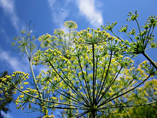 Dill Art Print featuring the photograph Blue Sky Dill Flowers by MTBobbins Photography