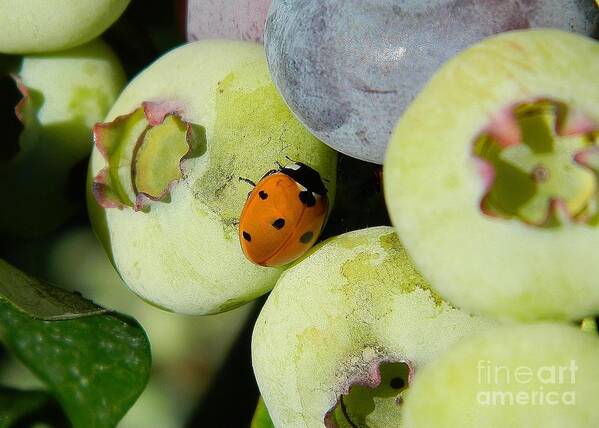 Ladybug Art Print featuring the photograph Blueberry Ladybug by Gallery Of Hope 