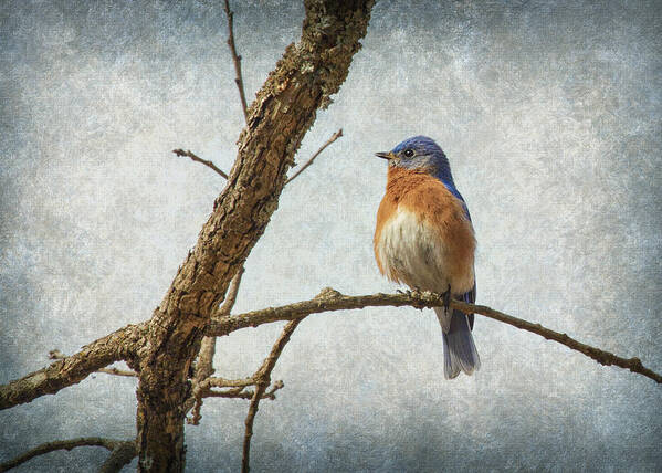 Moody Art Print featuring the photograph Bluebird Blues by Bill and Linda Tiepelman