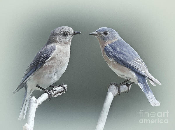 Bluebirds Art Print featuring the photograph Bluebirds in Love by Susan Candelario