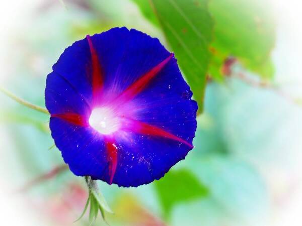 Morning Glory Art Print featuring the photograph Bold Morning Glory by MTBobbins Photography