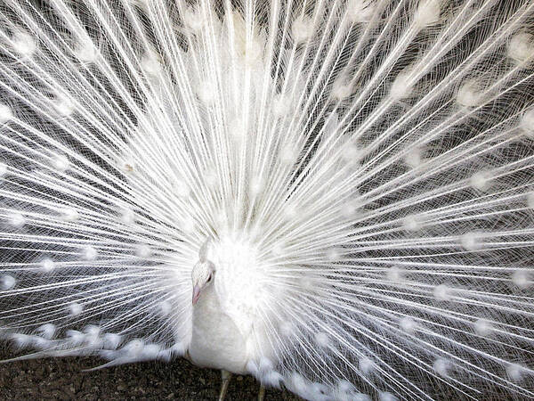 Peacock Art Print featuring the photograph Booya by Tammy Espino