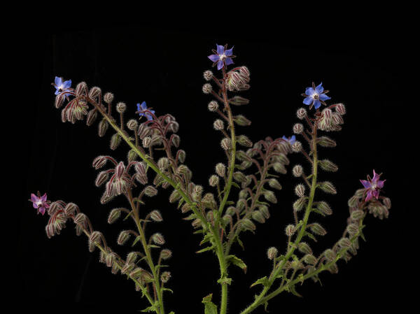 Purple Art Print featuring the photograph Borage Plants On Black Background by William Turner