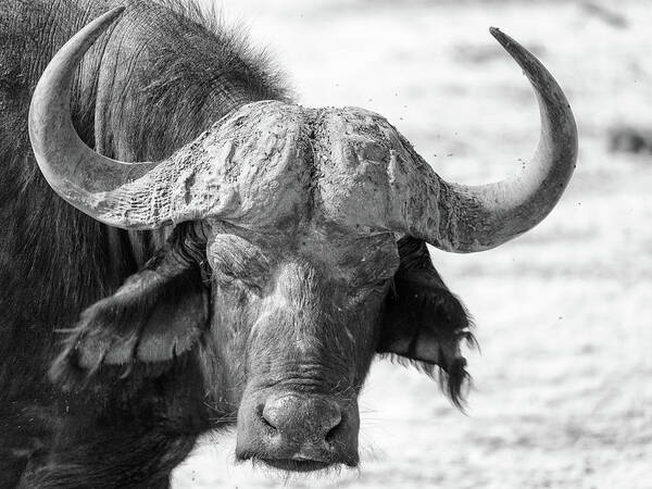 Horned Art Print featuring the photograph Botswana Buffalo by Kyle W. Anstey