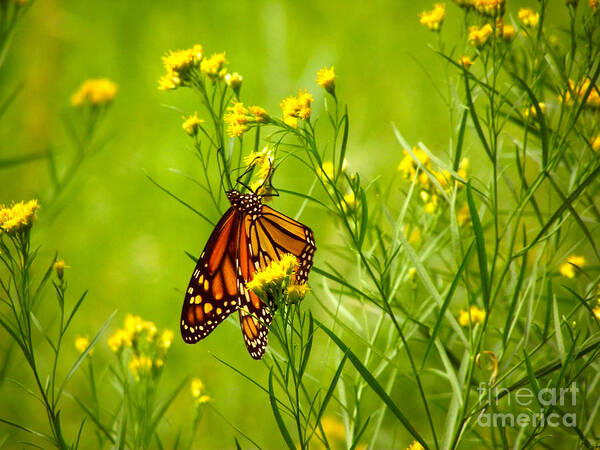 Orange Monarch Butterfly Art Print featuring the photograph Brightly Colored Monarch Butterfly In A Meadow Of Yellow Flowers by Jerry Cowart