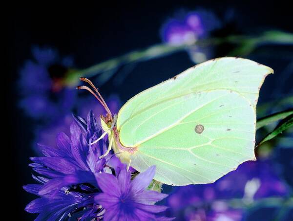 Centaurea Cyanus. Art Print featuring the photograph Brimstone Butterfly by N K D Miller/science Photo Library