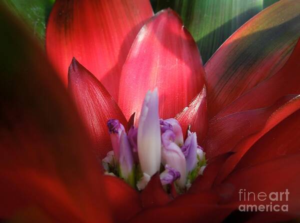 Bromeliad Art Print featuring the photograph Bromeliad Plant by Chad and Stacey Hall