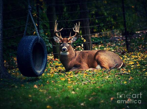 Buck Art Print featuring the photograph Buck in the Back Yard by Frank J Casella