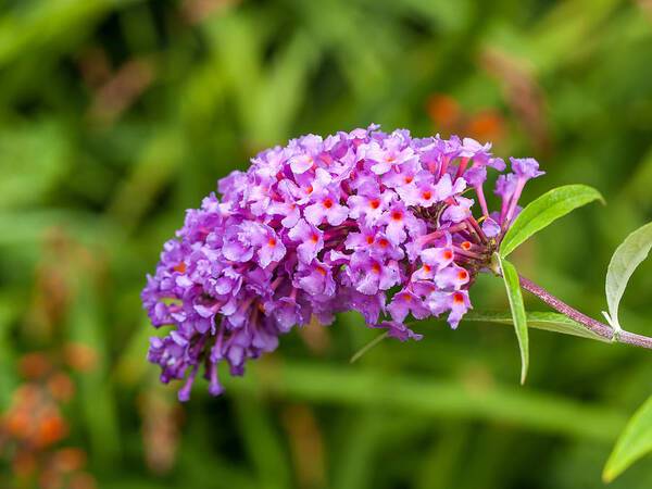 Cumc Art Print featuring the photograph Buddleia by Charles Hite