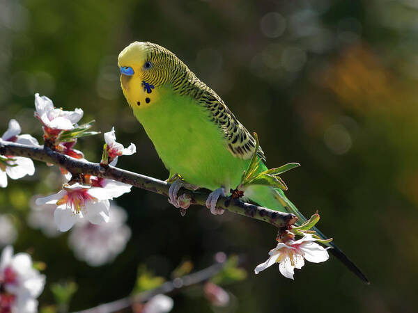 Animal Themes Art Print featuring the photograph Budgie Perching On Cherry Branch by Quimgranell