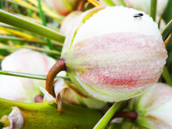 Yucca Flower Art Print featuring the photograph Bug on Yucca Flower by Korynn Neil