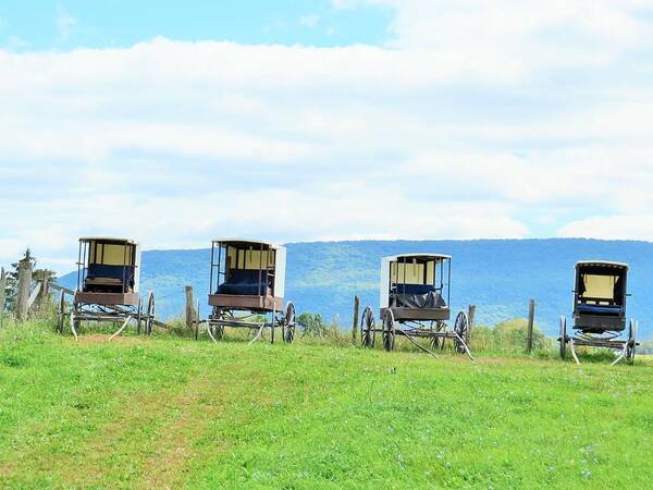 Lawn Art Print featuring the photograph Buggies in a Row by Jeanette Oberholtzer