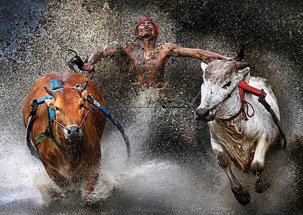 Bull-race Art Print featuring the photograph Bull race by Wei Seng Chen