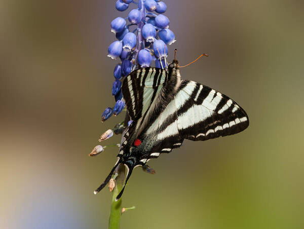 Zebra Swallowtail Art Print featuring the photograph Butterfly Delight by Lara Ellis