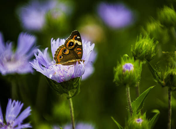 Close-ups Art Print featuring the photograph Butterfly in Field by Donald Brown