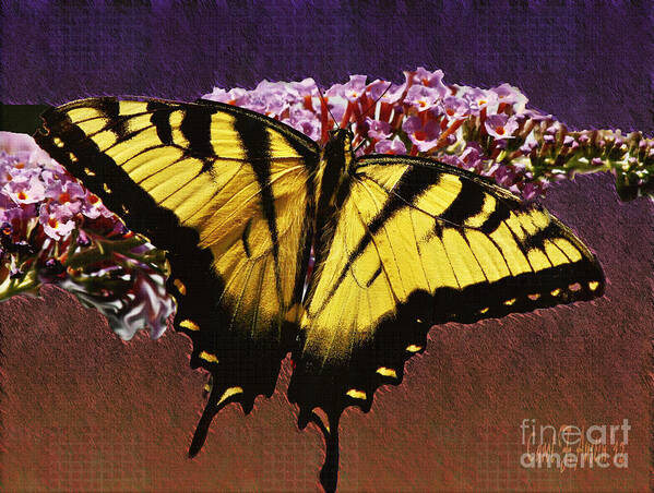 Arachid Art Print featuring the photograph Yellow Tiger Swallowtail Butterfly by Carol F Austin