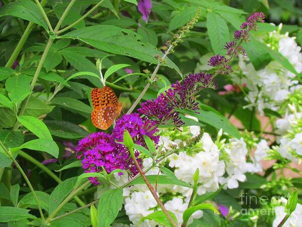 Flowers Art Print featuring the photograph Butterfly Surprise by Elizabeth Dow