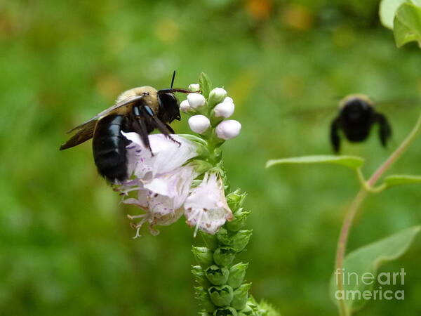 Bee Art Print featuring the photograph Buzz off by Jane Ford