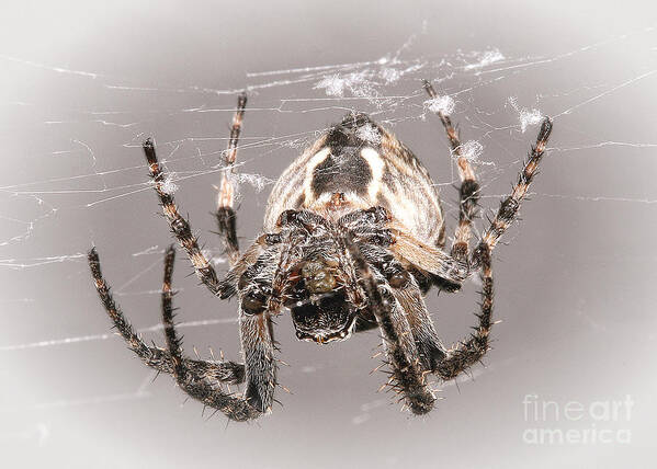 Spiders Art Print featuring the photograph By A Thread by Geoff Crego