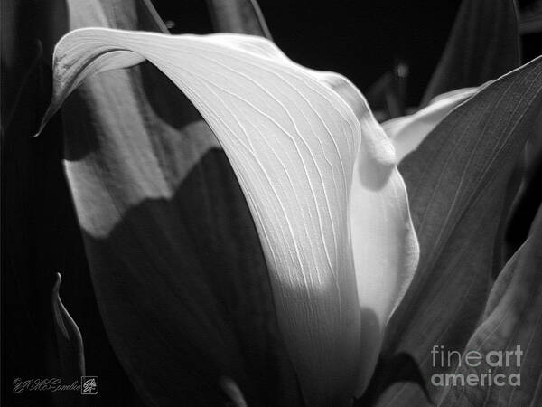 Zantedeschia Art Print featuring the photograph Calla Lily named Crystal Blush by J McCombie