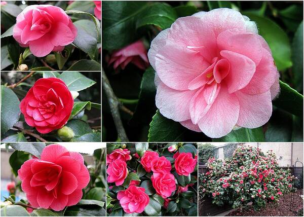 Camellia Collage Art Print featuring the photograph Camellia Collage by Helene U Taylor