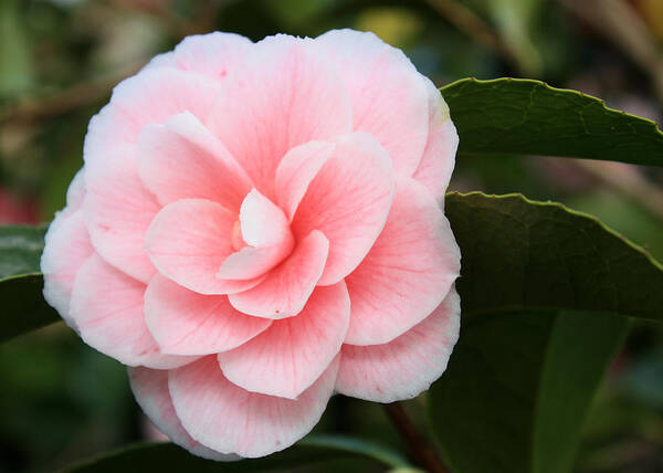 Flora Art Print featuring the photograph Camellia II by Gerry Bates
