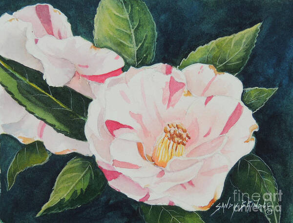 Watercolor Art Print featuring the painting Camellia ...SOLD by Sandy Brindle