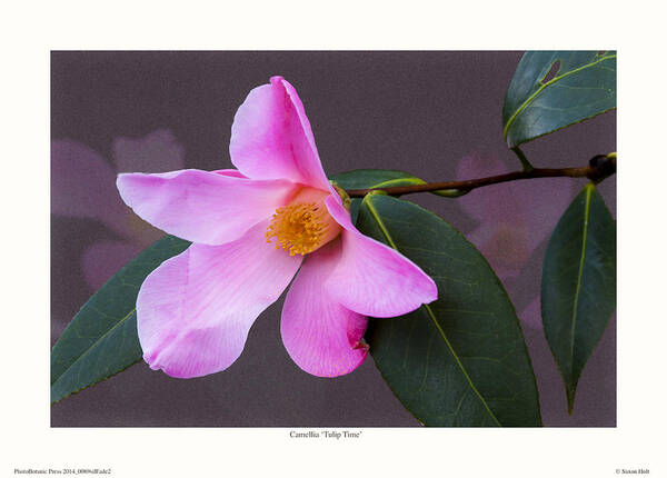 Camellia Art Print featuring the photograph Camellia 'Tulip Time' by Saxon Holt