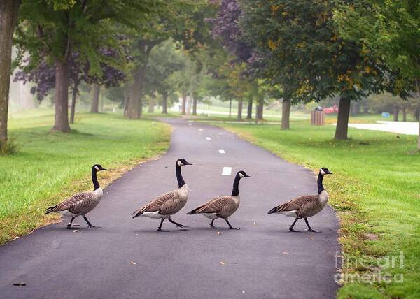 Winona Mn Art Print featuring the photograph Canada Geese Four In A Row by Kari Yearous