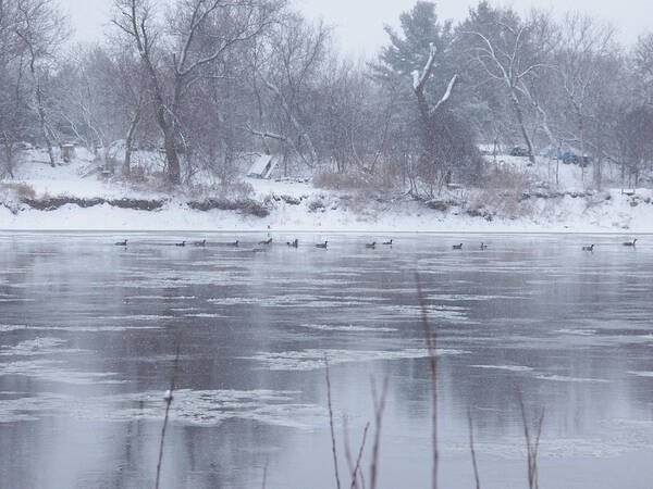 Winter Art Print featuring the photograph Canada Geese in the Winter III by Corinne Elizabeth Cowherd