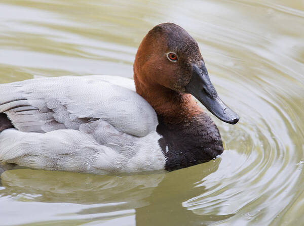 Canvasback Art Print featuring the photograph Canvasback by Jack Nevitt