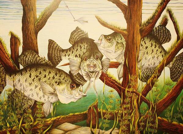 Fishing Art Print featuring the drawing Captivating Crappies by Bruce Bley