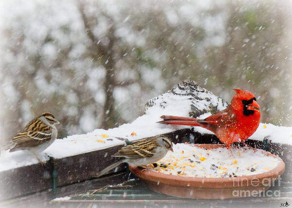 Sandra Clark Art Print featuring the photograph Cardinal and Sparrows in the Snow by Sandra Clark