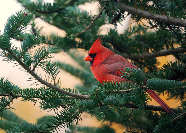 #faatoppicks Art Print featuring the photograph Cardinal in Balsam by Sue Capuano