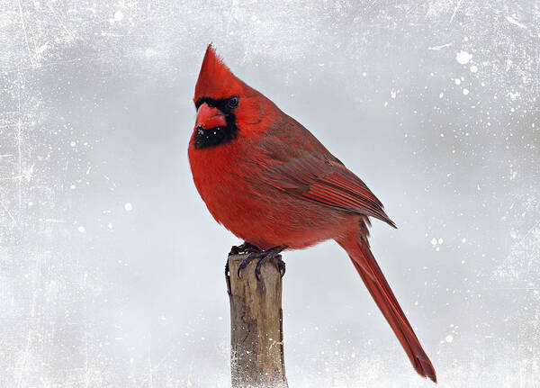 Cardinal Art Print featuring the photograph Cardinal Perching by Sandy Keeton